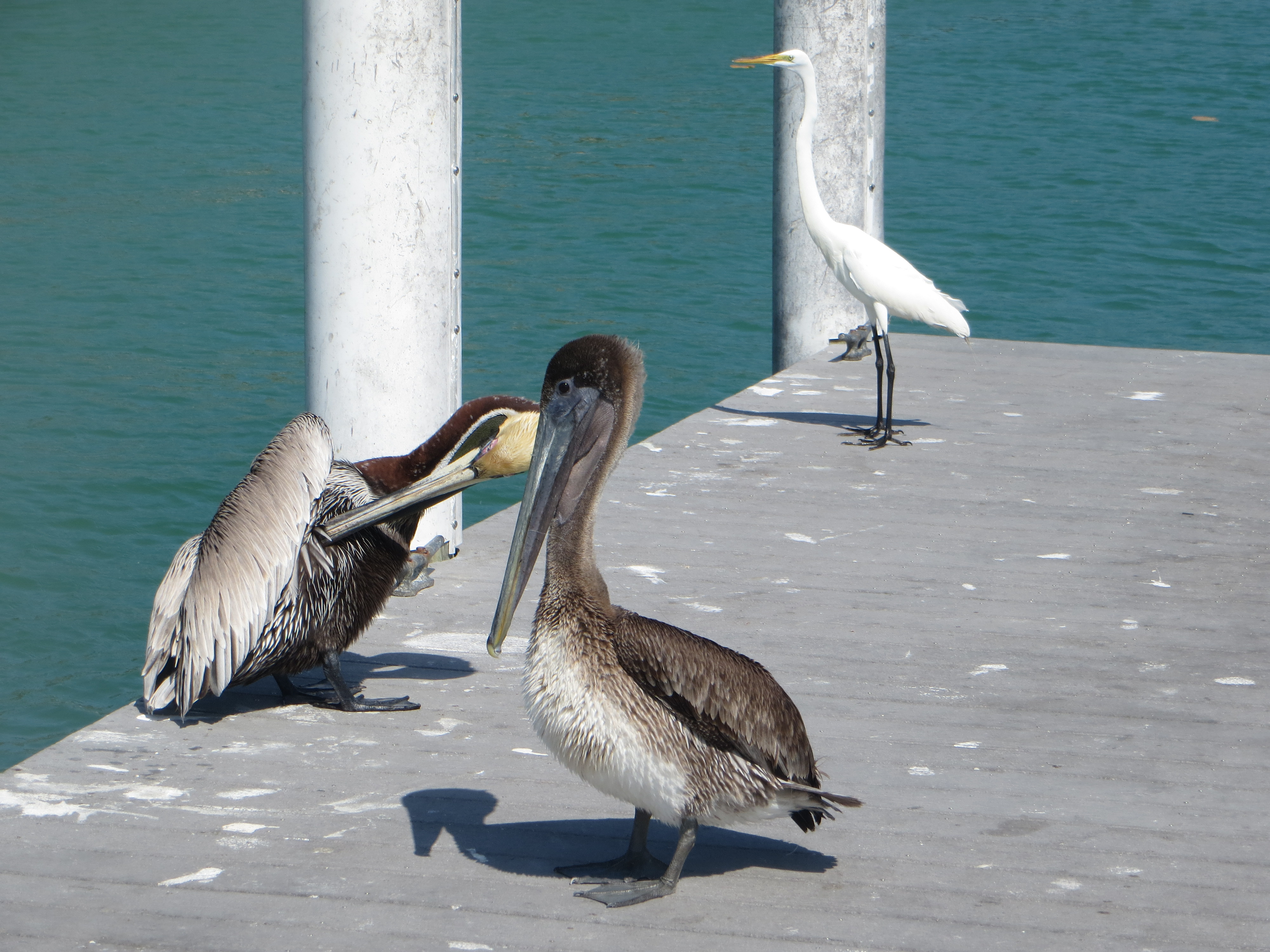 Die Pelikane und ihr gefiederter weißer Freund haben die Angler nicht ohne Grund fest im Blick