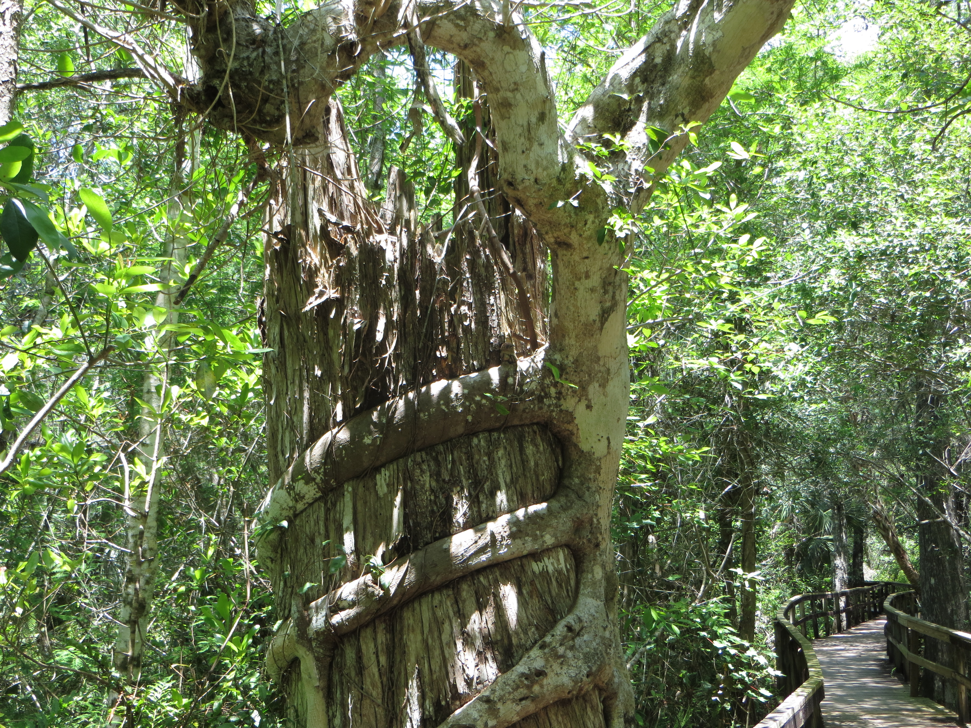 Eine Würgefeige im Big Cypress National Preserve