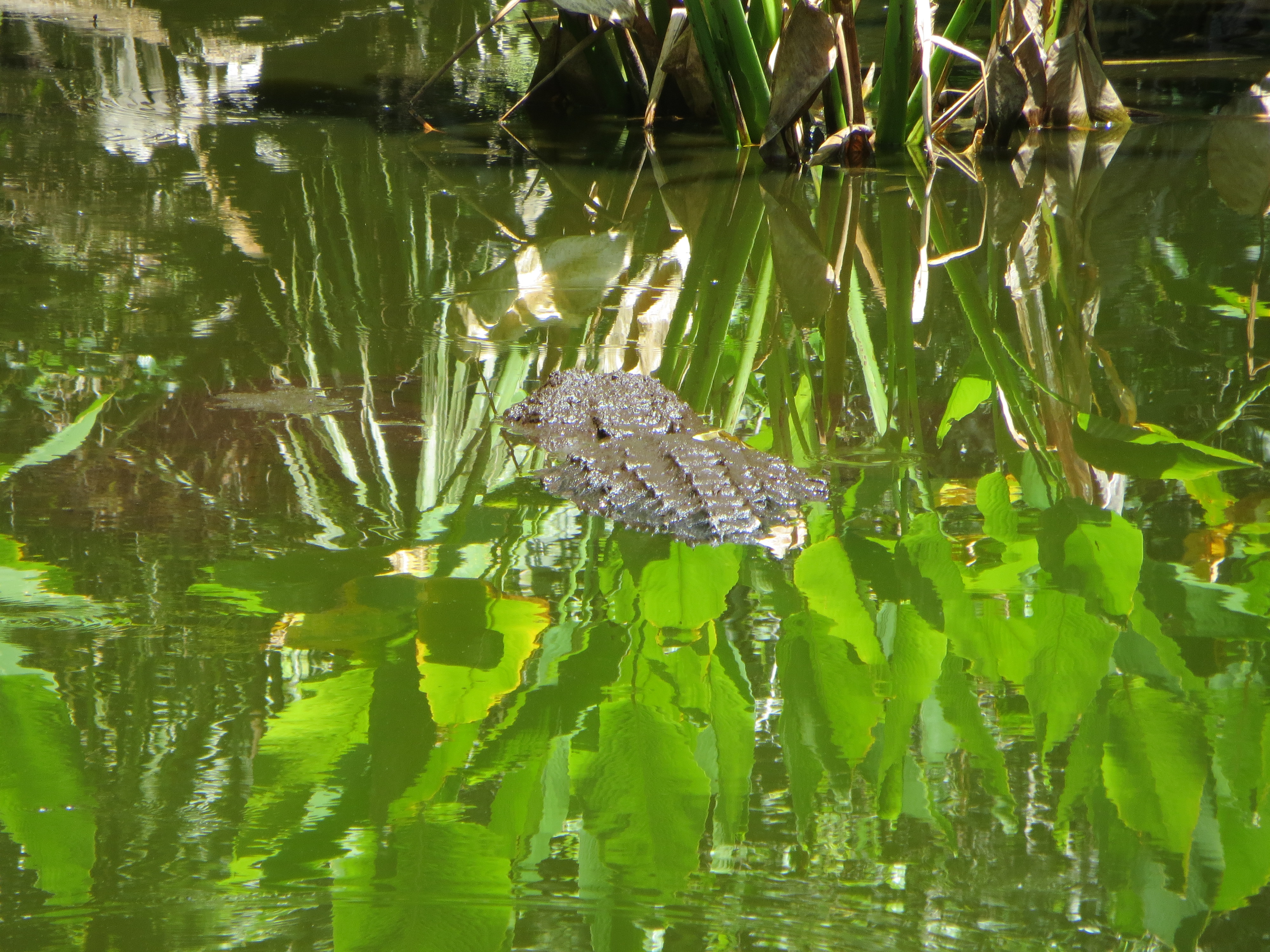 Auf den ersten Blick kaum zu erkennen: Ein Alligator genießt Sonne und Ruhe