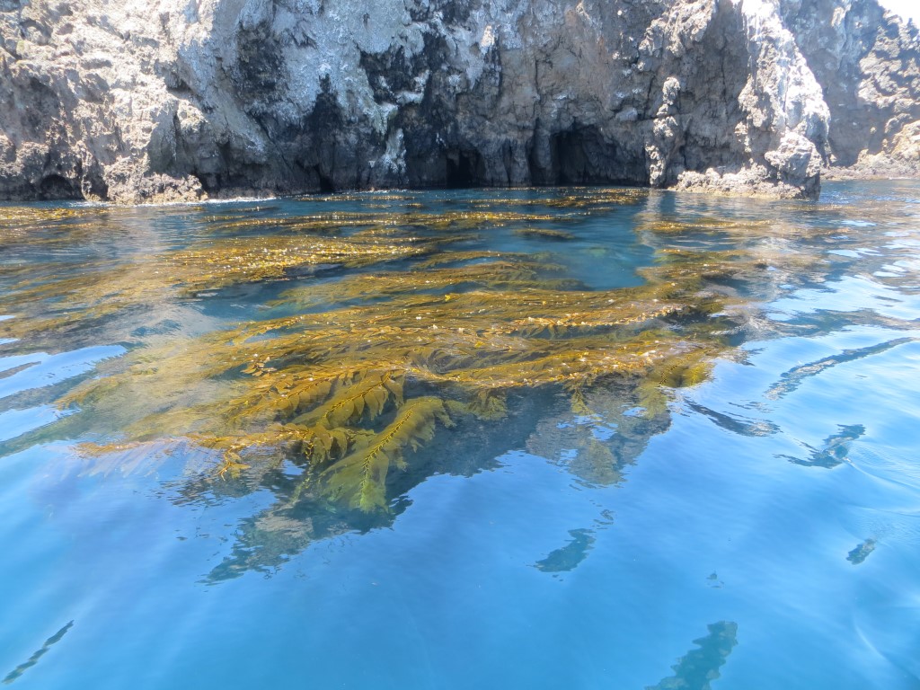 Im sehr klaren Wasser rund um die Insel kann man den Riesenseetang fast bis zum Meeresboden sehen